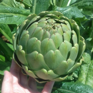 Bông Atiso Tươi Đà Lạt – Canh tác hướng hữu cơ