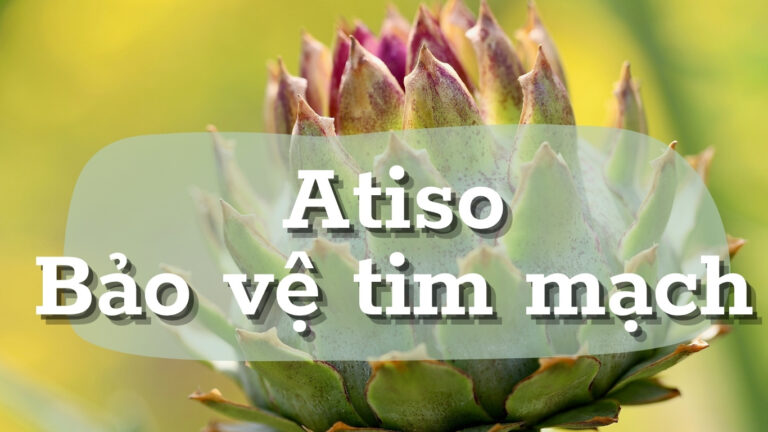 Atiso và bài toán kiểm soát Cholesterol: Tấm khiên tự nhiên bảo vệ tim mạch