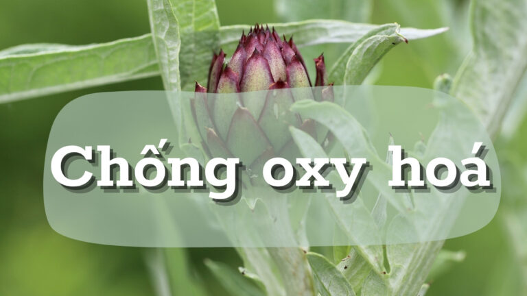 Giải mã sức mạnh chống Oxy hóa của Atiso: Thảo dược thanh lọc cho làn da không tuổi