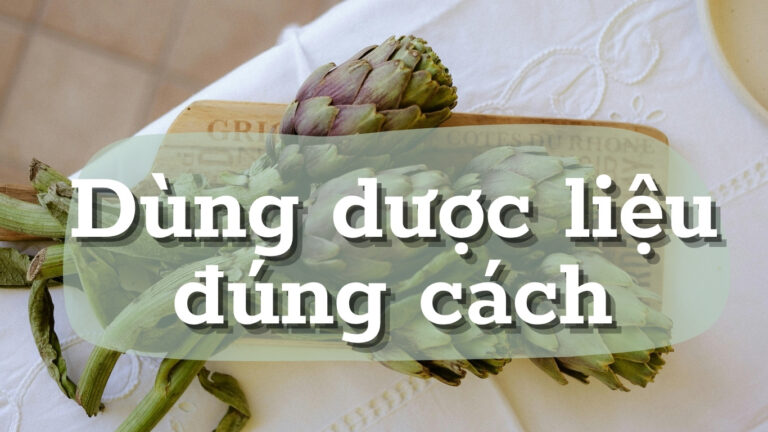 Uống Atiso mỗi ngày có tốt không? Lắng nghe cơ thể để sử dụng Dược liệu đúng cách